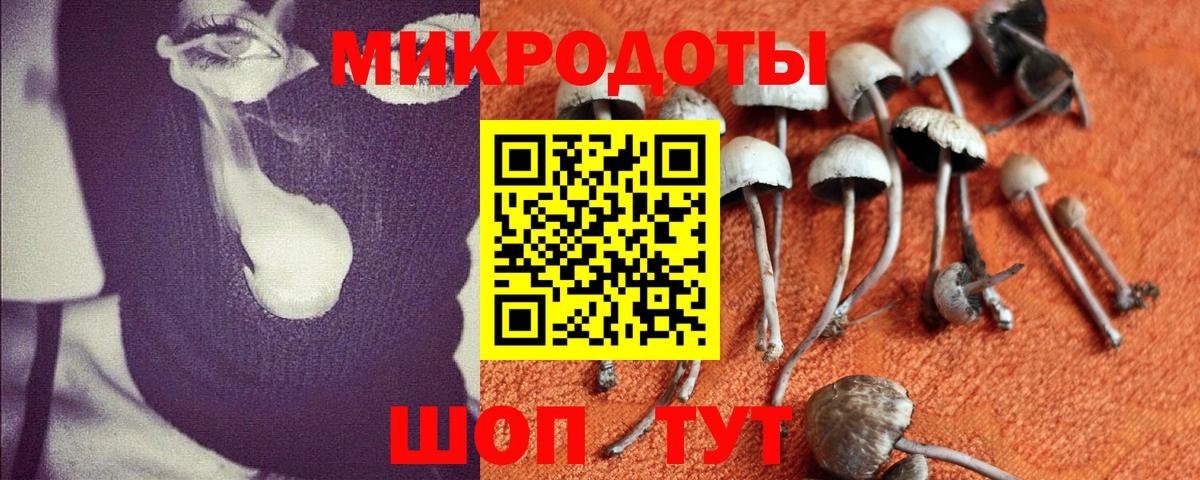 Галлюциногенные грибы Cubensis Губкин